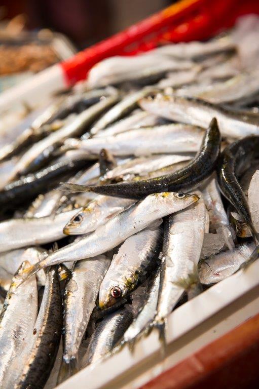 pêche à la sardine Saint Gilles Croix de Vie