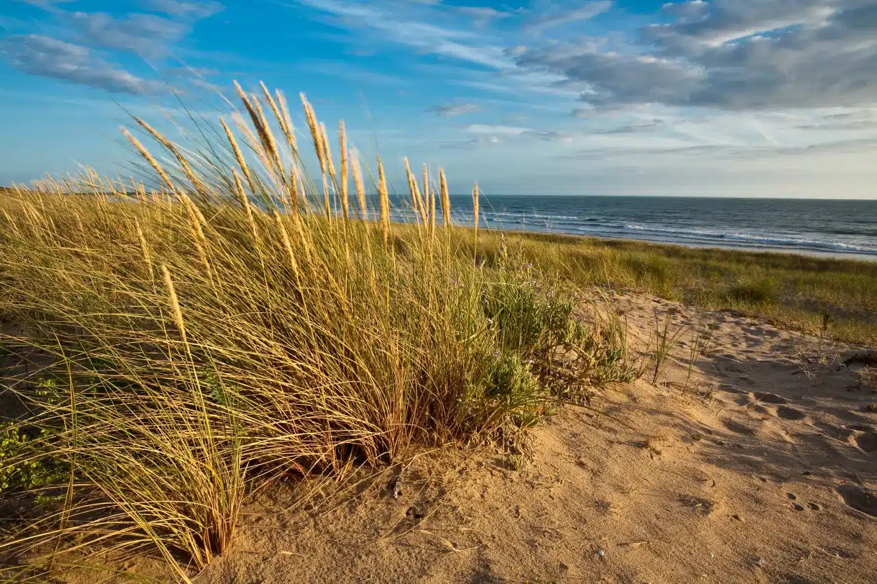 plage dunes